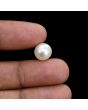 South Sea Pearl (Moti) 6.62 Carat 