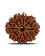 10 Mukhi Rudraksha (Nepal) 23.7 MM