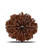 10 Mukhi Rudraksha (Nepal) 23.7 MM