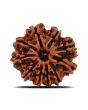 10 Mukhi Rudraksha (Nepal) 22.68 MM