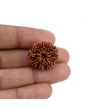 10 Mukhi Rudraksha (Nepal) 22.68 MM