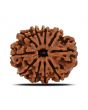 10 Mukhi Rudraksha (Nepal) 22.71 MM