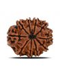 10 Mukhi Rudraksha (Nepal) 22.71 MM