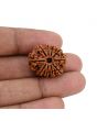 10 Mukhi Rudraksha (Nepal) 22.71 MM