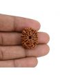 10 Mukhi Rudraksha (Nepal) 22.71 MM
