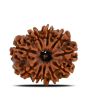 10 Mukhi Rudraksha (Nepal) 21.99 MM