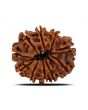 10 Mukhi Rudraksha (Nepal) 21.99 MM