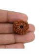 10 Mukhi Rudraksha (Nepal) 21.99 MM