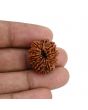 10 Mukhi Rudraksha (Nepal) 21.99 MM