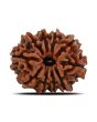 10 Mukhi Rudraksha (Nepal) 21.23 MM