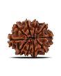 10 Mukhi Rudraksha (Nepal) 21.23 MM