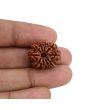 10 Mukhi Rudraksha (Nepal) 21.23 MM