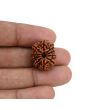 10 Mukhi Rudraksha (Nepal) 21.23 MM