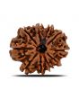 10 Mukhi Rudraksha (Nepal) 23.73 MM