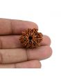 10 Mukhi Rudraksha (Nepal) 23.73 MM