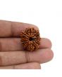 10 Mukhi Rudraksha (Nepal) 23.73 MM