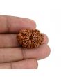 10 Mukhi Rudraksha (Nepal) 26.35 MM