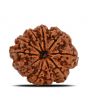 10 Mukhi Rudraksha (Nepal) 24.23 MM