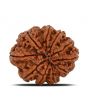 10 Mukhi Rudraksha (Nepal) 24.23 MM