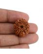 10 Mukhi Rudraksha (Nepal) 24.23 MM