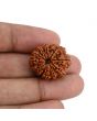 10 Mukhi Rudraksha (Nepal) 24.23 MM