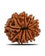 10 Mukhi Rudraksha (Nepal) 22.58 MM