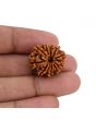 10 Mukhi Rudraksha (Nepal) 22.58 MM