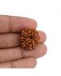 10 Mukhi Rudraksha (Nepal) 22.58 MM