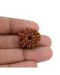 10 Mukhi Rudraksha (Nepal) 21.57 MM