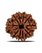 10 Mukhi Rudraksha (Nepal) 21.44 MM