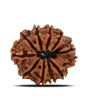 10 Mukhi Rudraksha (Nepal) 21.44 MM