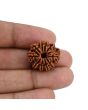 10 Mukhi Rudraksha (Nepal) 21.44 MM
