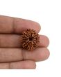 10 Mukhi Rudraksha (Nepal) 21.44 MM