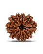 10 Mukhi Rudraksha (Nepal) 22.46 MM
