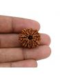 10 Mukhi Rudraksha (Nepal) 22.46 MM