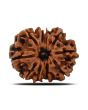 10 Mukhi Rudraksha (Nepal) 22.72 MM