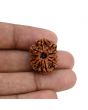 10 Mukhi Rudraksha (Nepal) 22.72 MM