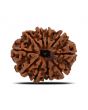 10 Mukhi Rudraksha (Nepal) 23.93 MM