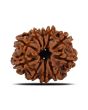 10 Mukhi Rudraksha (Nepal) 22.33 MM