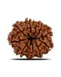10 Mukhi Rudraksha (Nepal) 22.33 MM
