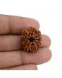 10 Mukhi Rudraksha (Nepal) 22.33 MM