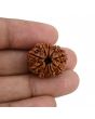 10 Mukhi Rudraksha (Nepal) 22.33 MM