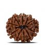 10 Mukhi Rudraksha (Nepal) 21.93 MM