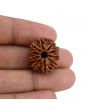 10 Mukhi Rudraksha (Nepal) 21.93 MM