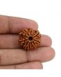 10 Mukhi Rudraksha (Nepal) 21.6 MM