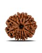 10 Mukhi Rudraksha (Nepal) 22.57 MM