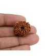 10 Mukhi Rudraksha (Nepal) 22.57 MM