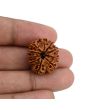 10 Mukhi Rudraksha (Nepal) 22.57 MM