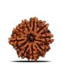 10 Mukhi Rudraksha (Nepal) 21.28 MM