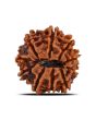 10 Mukhi Rudraksha (Nepal) 21.28 MM
